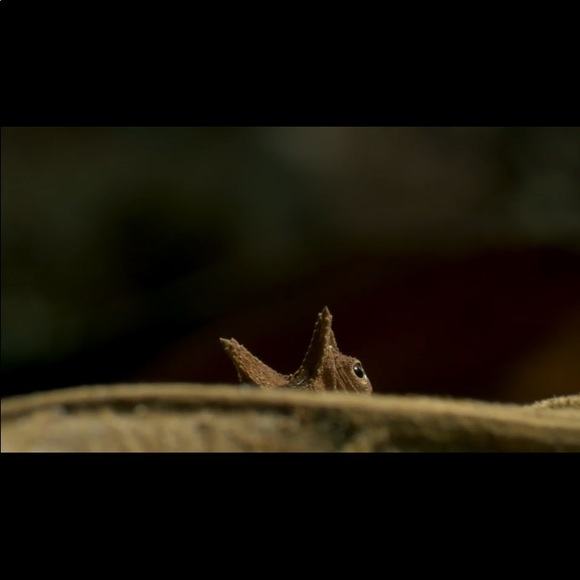 A Tiny Chameleon 🥰. NOT FOR SALE - Picture 5 of 7